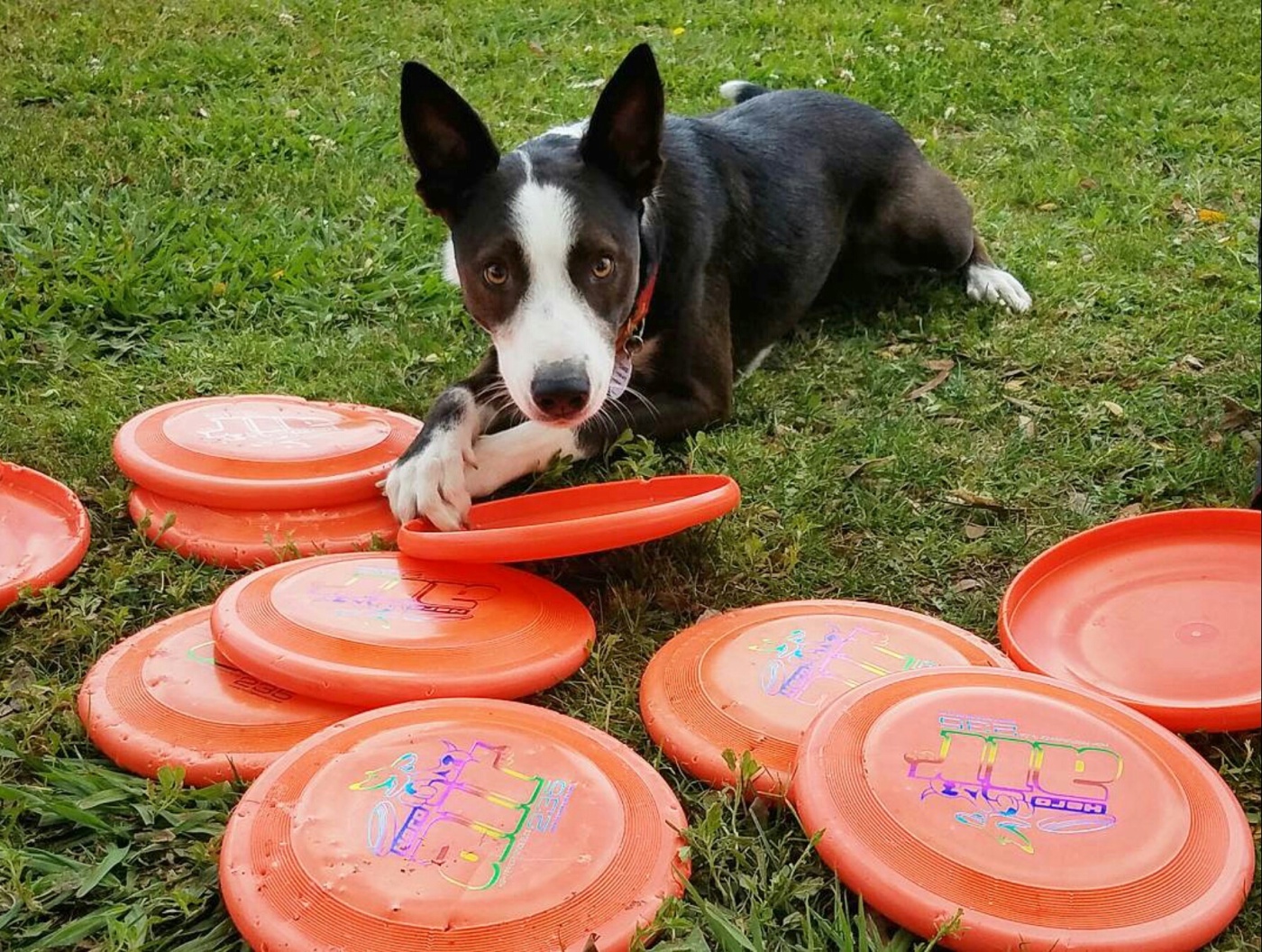 Dog Frisbee